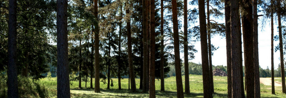 Garden, Massia Esti, Photo: Anna Siggelkow