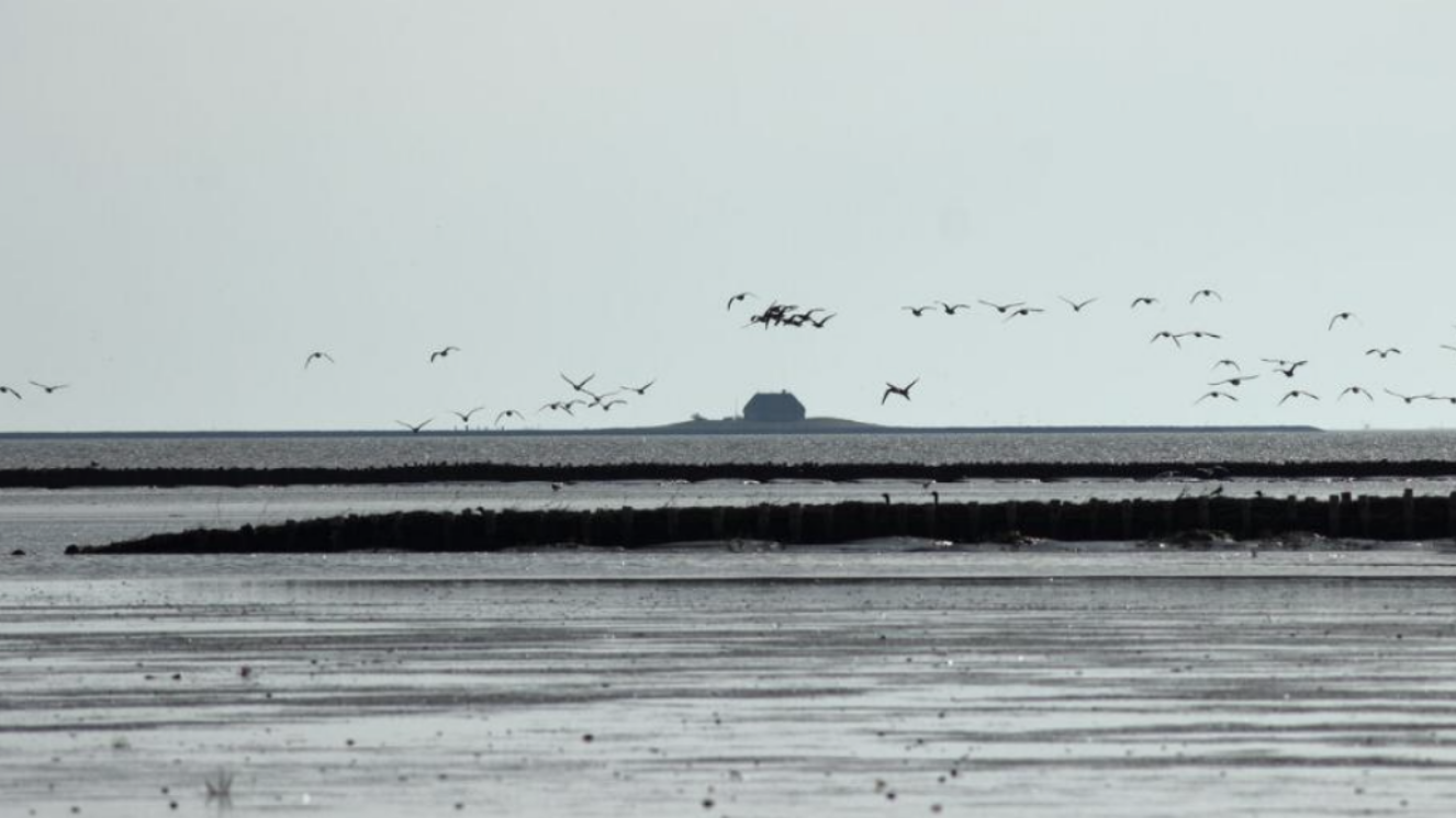 The image is devided by a grey sky and the grey wadden sea below. In the middle, the shape of a tiny house is visible that is standing as if on an island inbetween sea and sky. Birds are flying over through the sky. 