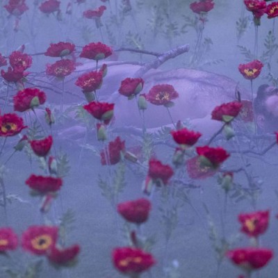 Red flowers, fog, lying body