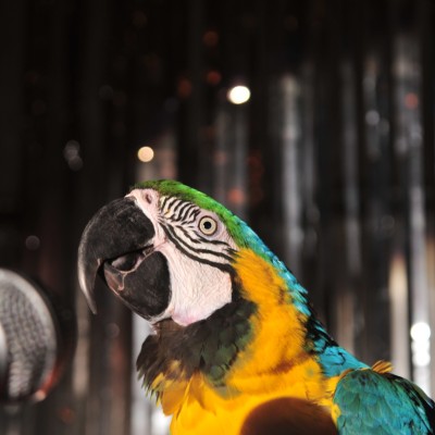 A colourful parrot (called Betty), a microphone